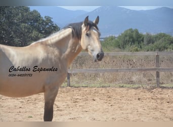 Andaluso, Stallone, 3 Anni, 156 cm, Falbo