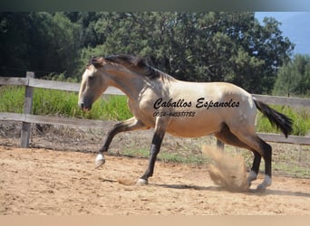 Andaluso, Stallone, 3 Anni, 156 cm, Falbo