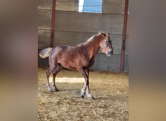 Andaluso, Stallone, 3 Anni, 156 cm, Sauro