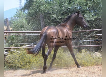 Andaluso, Stallone, 3 Anni, 157 cm, Baio nero