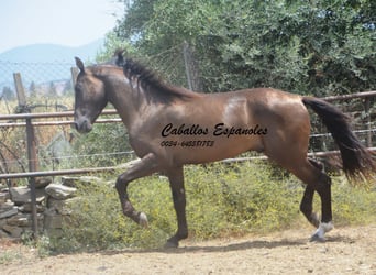 Andaluso, Stallone, 3 Anni, 157 cm, Baio nero