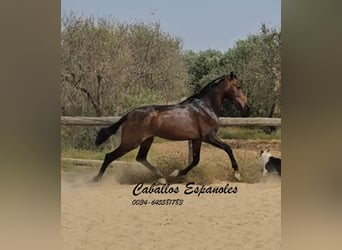 Andaluso, Stallone, 3 Anni, 157 cm, Baio scuro