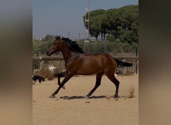 Andaluso, Stallone, 3 Anni, 157 cm, Baio scuro