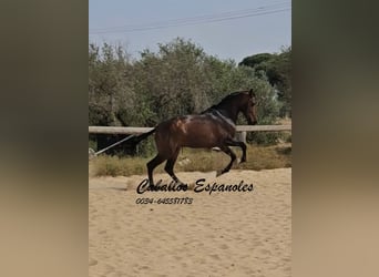 Andaluso, Stallone, 3 Anni, 157 cm, Baio scuro