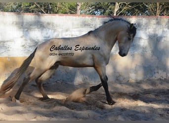 Andaluso, Stallone, 3 Anni, 157 cm, Falbo