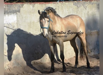 Andaluso, Stallone, 3 Anni, 157 cm, Falbo