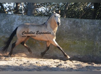 Andaluso, Stallone, 3 Anni, 157 cm, Falbo