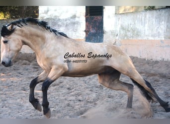 Andaluso, Stallone, 3 Anni, 157 cm, Falbo