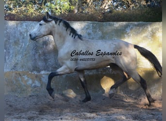 Andaluso, Stallone, 3 Anni, 157 cm, Falbo