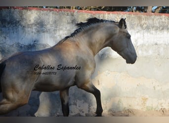 Andaluso, Stallone, 3 Anni, 157 cm, Falbo