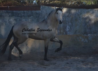 Andaluso, Stallone, 3 Anni, 157 cm, Falbo