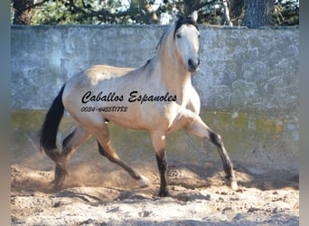 Andaluso, Stallone, 3 Anni, 157 cm, Falbo