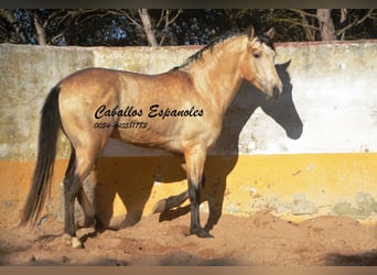 Andaluso, Stallone, 3 Anni, 157 cm, Falbo