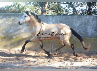 Andaluso, Stallone, 3 Anni, 157 cm, Falbo