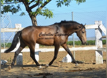 Andaluso, Stallone, 3 Anni, 157 cm, Pelle di daino
