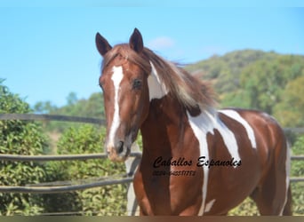 Andaluso, Stallone, 3 Anni, 157 cm, Pezzato