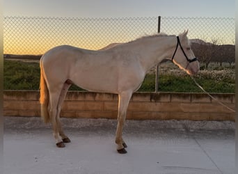 Andaluso, Stallone, 3 Anni, 158 cm, Cremello