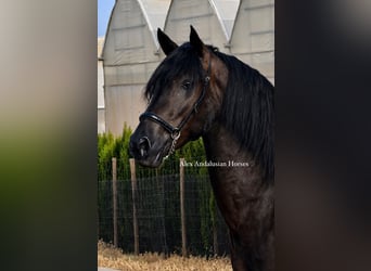 Andaluso, Stallone, 3 Anni, 158 cm, Morello