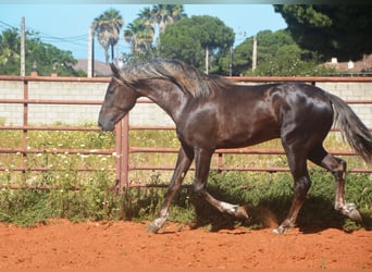 Andaluso, Stallone, 3 Anni, 158 cm, Palomino