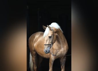 Andaluso Mix, Stallone, 3 Anni, 158 cm, Palomino