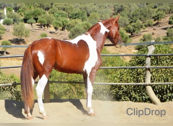 Andaluso, Stallone, 3 Anni, 158 cm, Pezzato