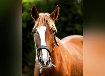 Andaluso Mix, Stallone, 3 Anni, 158 cm, Sauro