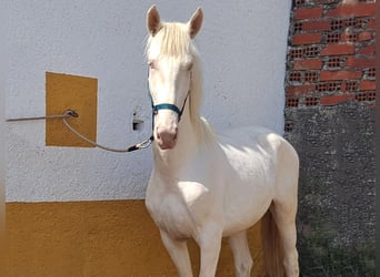 Andaluso, Stallone, 3 Anni, 159 cm, Cremello