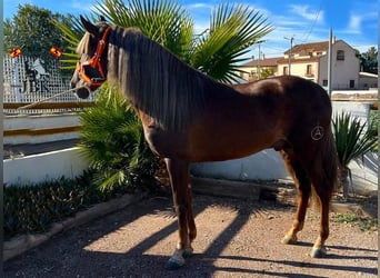 Andaluso, Stallone, 3 Anni, 160 cm, Palomino