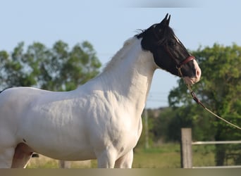 Andaluso, Stallone, 3 Anni, 160 cm, Tobiano-tutti i colori