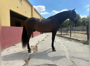 Andaluso, Stallone, 3 Anni, 162 cm, Baio