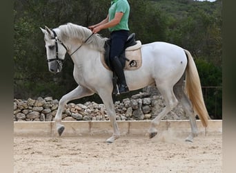Andaluso, Stallone, 3 Anni, 162 cm, Grigio