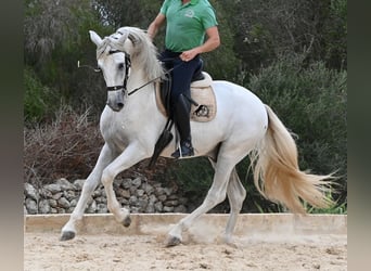 Andaluso, Stallone, 3 Anni, 162 cm, Grigio
