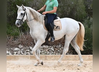 Andaluso, Stallone, 3 Anni, 162 cm, Grigio