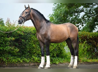 Andaluso, Stallone, 3 Anni, 163 cm, Falbo baio