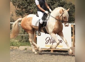 Andaluso, Stallone, 3 Anni, 163 cm, Pezzato