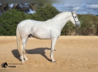 Andaluso, Stallone, 3 Anni, 164 cm, Grigio