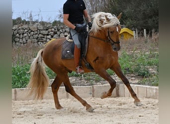 Andaluso, Stallone, 3 Anni, 164 cm, Palomino