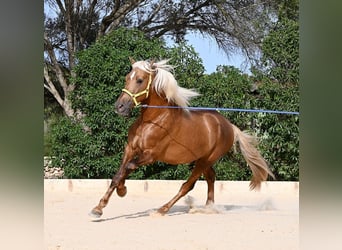 Andaluso, Stallone, 3 Anni, 164 cm, Palomino
