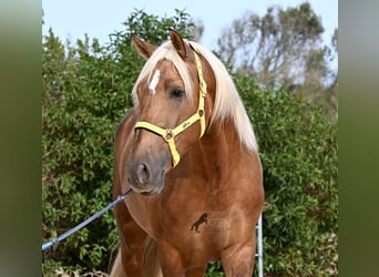 Andaluso, Stallone, 3 Anni, 164 cm, Palomino