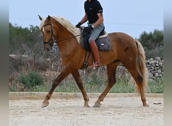 Andaluso, Stallone, 3 Anni, 164 cm, Palomino