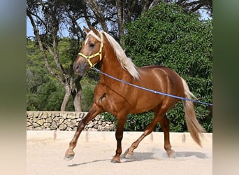 Andaluso, Stallone, 3 Anni, 164 cm, Palomino
