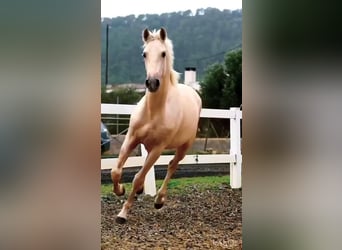 Andaluso, Stallone, 3 Anni, 165 cm, Palomino