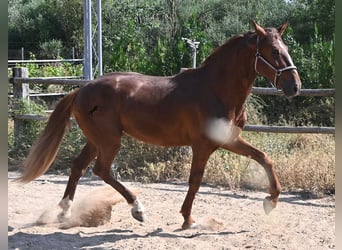 Andaluso, Stallone, 3 Anni, 165 cm, Sauro