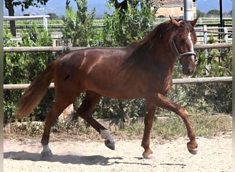 Andaluso, Stallone, 3 Anni, 165 cm, Sauro
