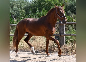 Andaluso, Stallone, 3 Anni, 165 cm, Sauro