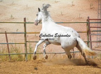 Andaluso, Stallone, 3 Anni, 168 cm, Pezzato