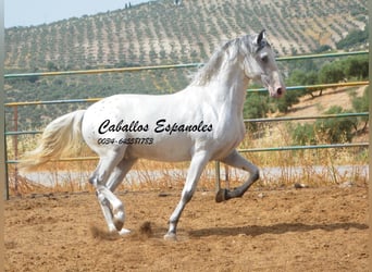 Andaluso, Stallone, 3 Anni, 168 cm, Pezzato