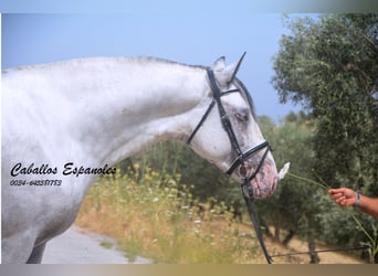 Andaluso, Stallone, 3 Anni, 168 cm, Pezzato