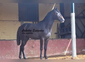 Andaluso, Stallone, 3 Anni, Grigio ferro