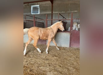 Andaluso, Stallone, 3 Anni, Palomino